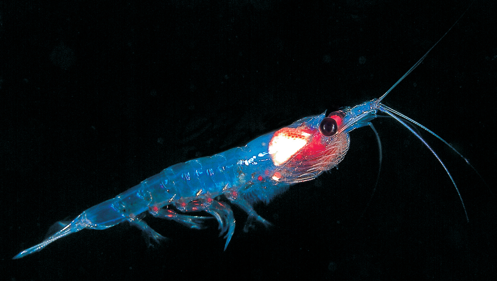 krill